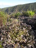 صورة Ageratina riparia (Regel) R. King & H. Rob.