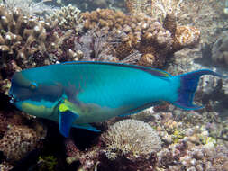 Chlorurus microrhinos (Bleeker 1854) resmi