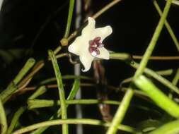 Image of Hoya retusa Dalz.