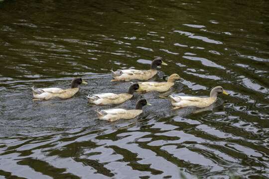 Image of Common Mallard