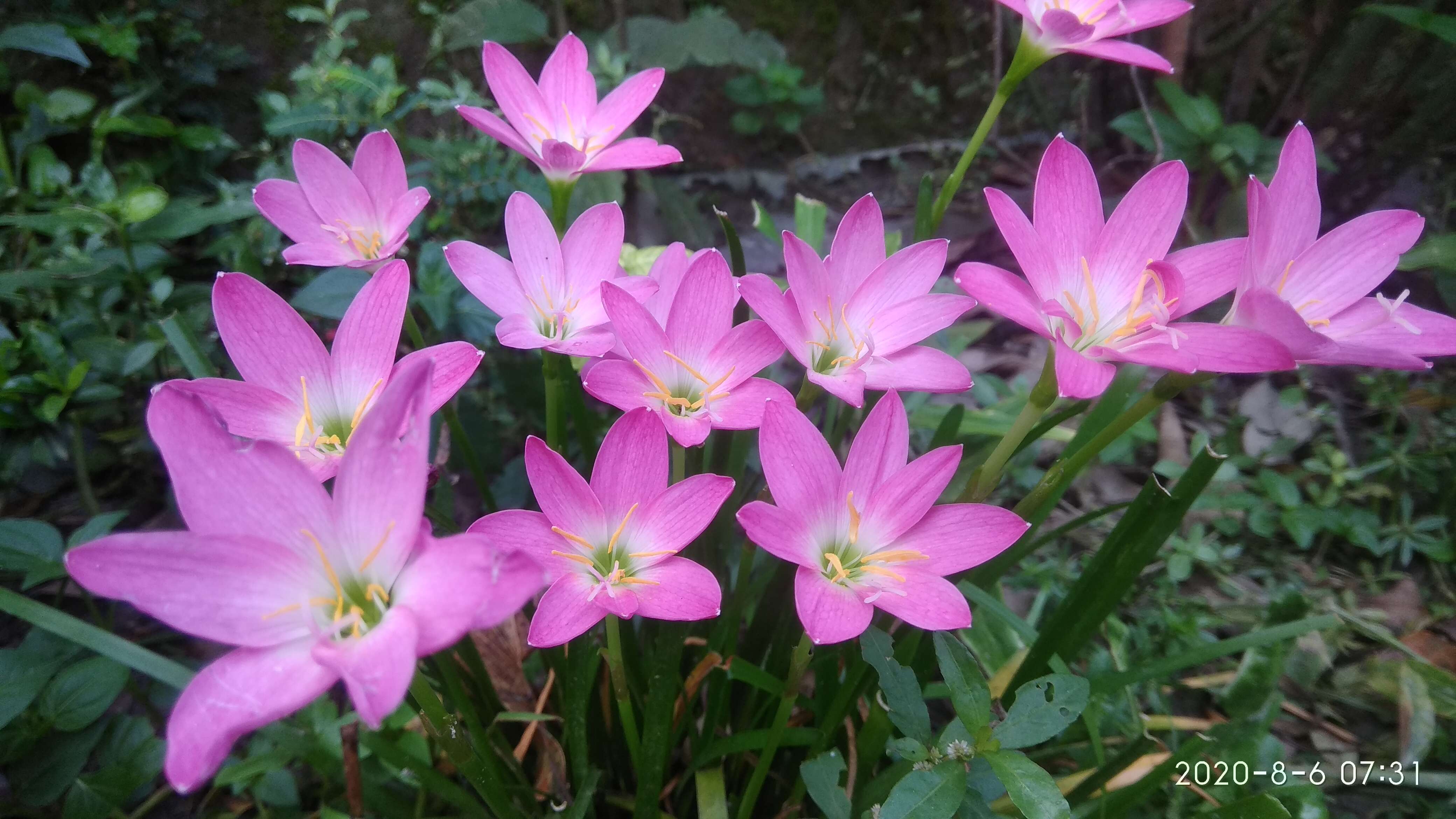 صورة Zephyranthes