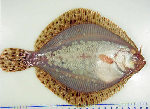 Image of windowpane flounder