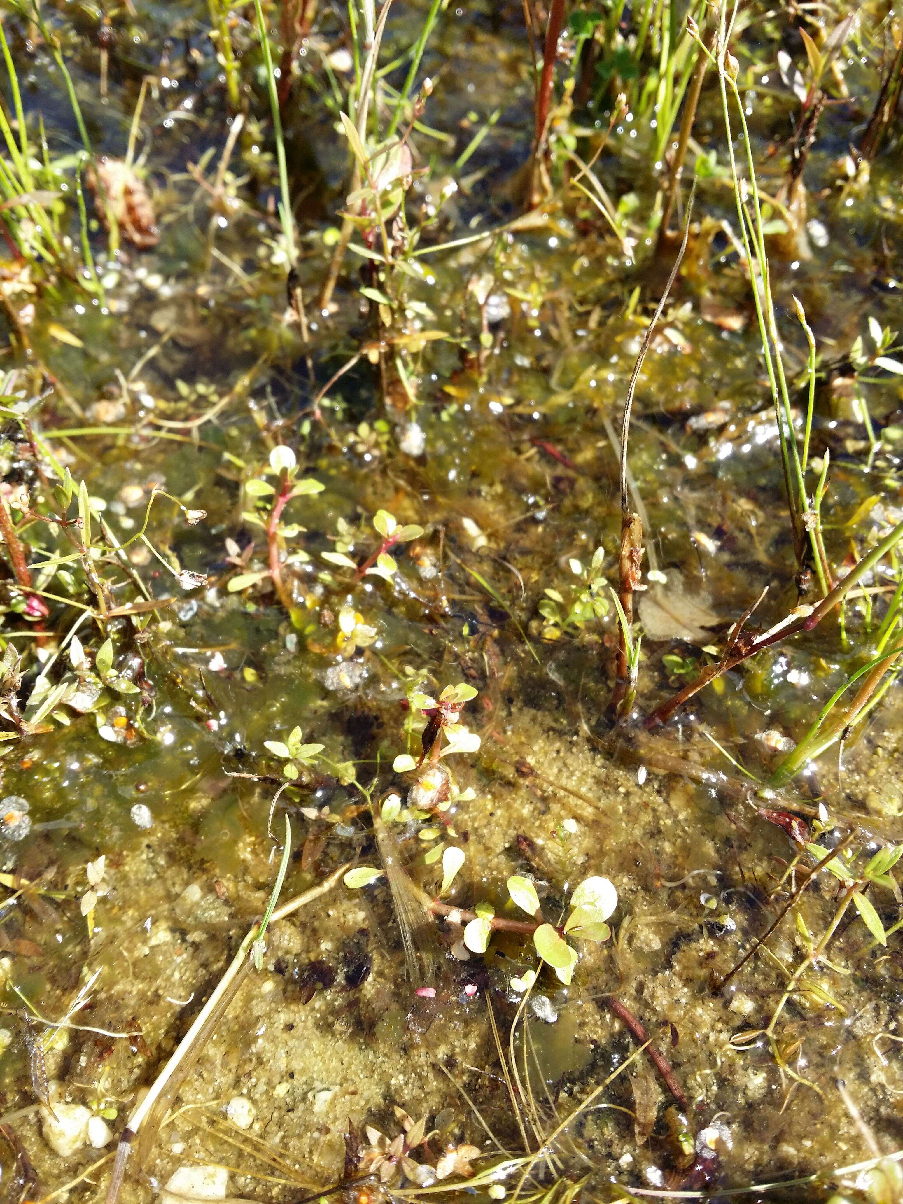 Image of Spatulaleaf Loosestrife