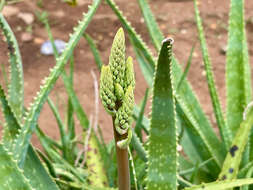 Image of Aloe vera