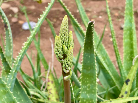 Image of Aloe vera