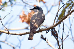 Image of Malabar Woodshrike