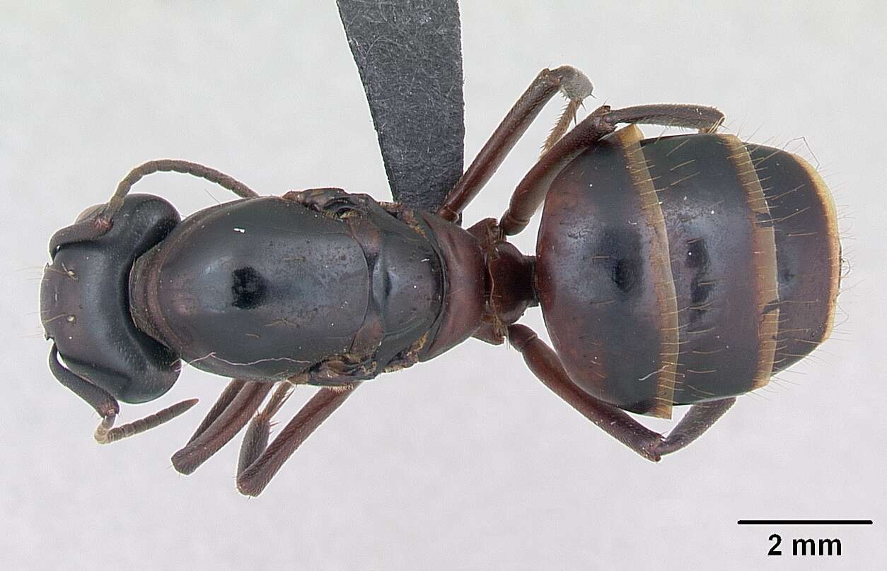 Imagem de Camponotus ligniperda