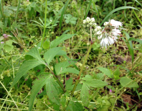 Image of eastern waterleaf