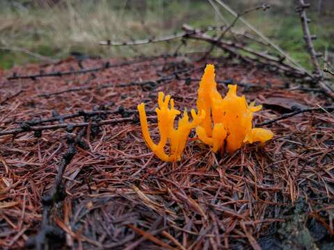 Image of Calocera viscosa (Pers.) Fr. 1821