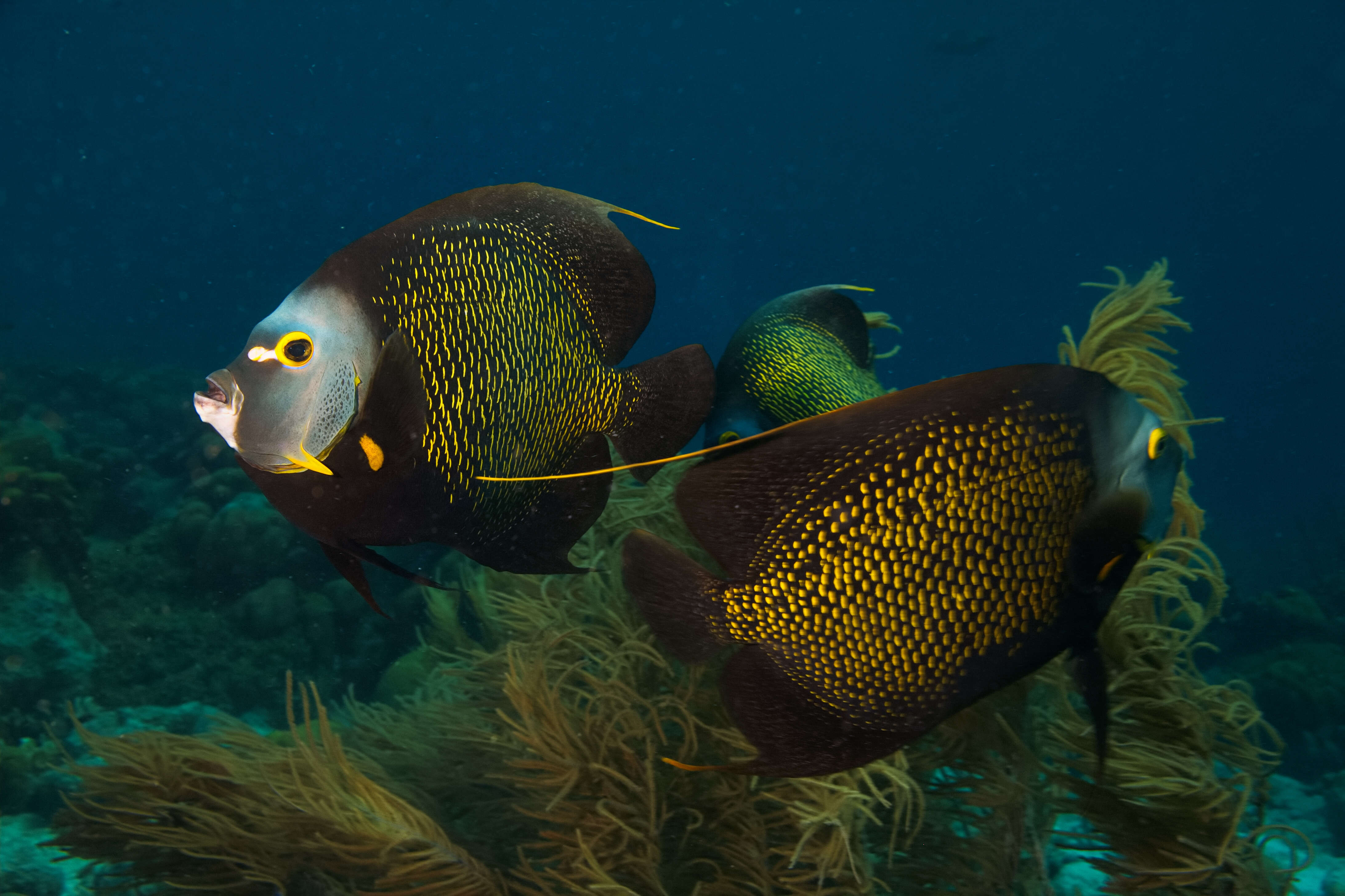 Image of Angelfish