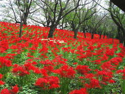 Image of red spider lily