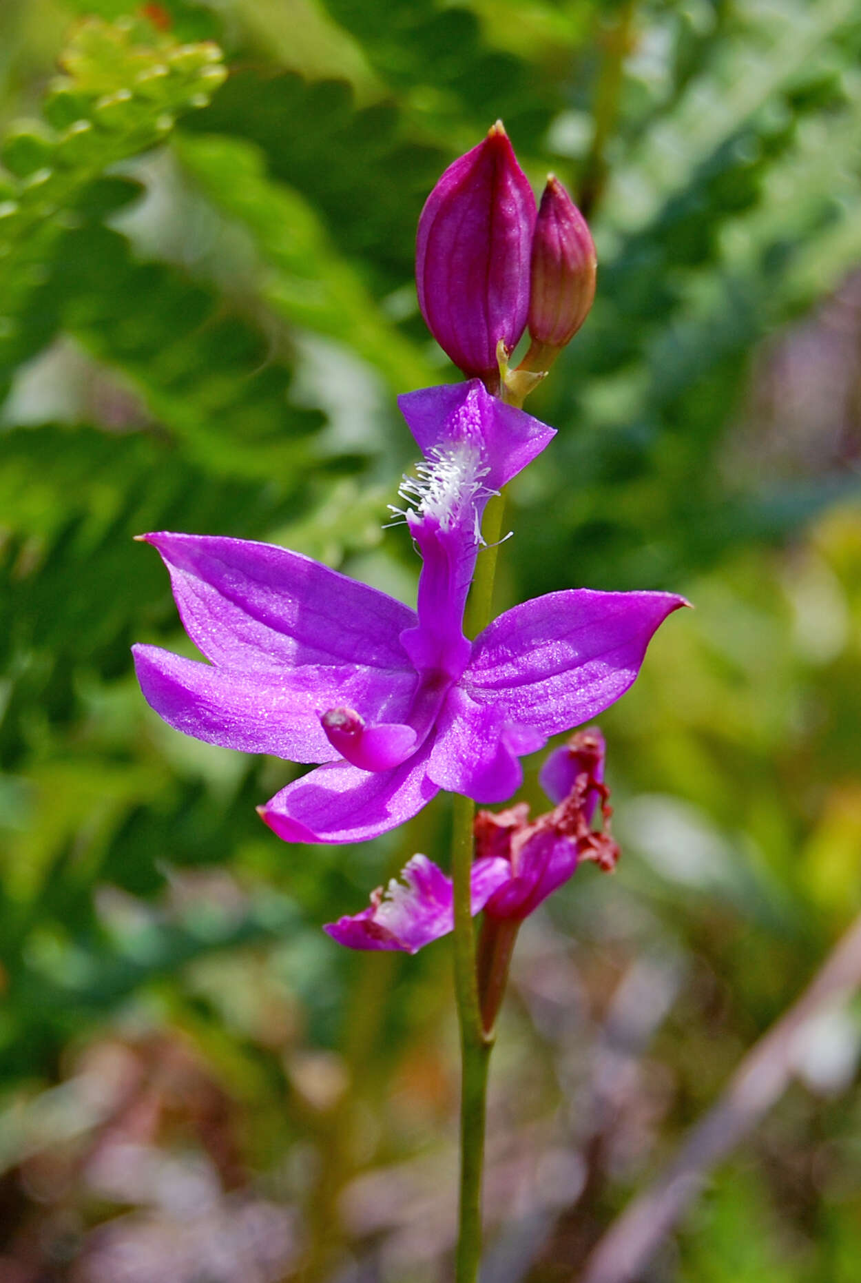 Image of tuberous grasspink