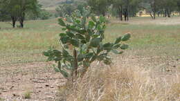 Image of Velvety tree pear