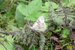 Image of silver-ground carpet