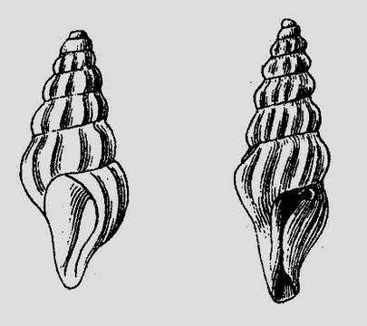 Image of Syntomodrillia Woodring 1928