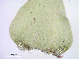 Слика од Campylium stellatum