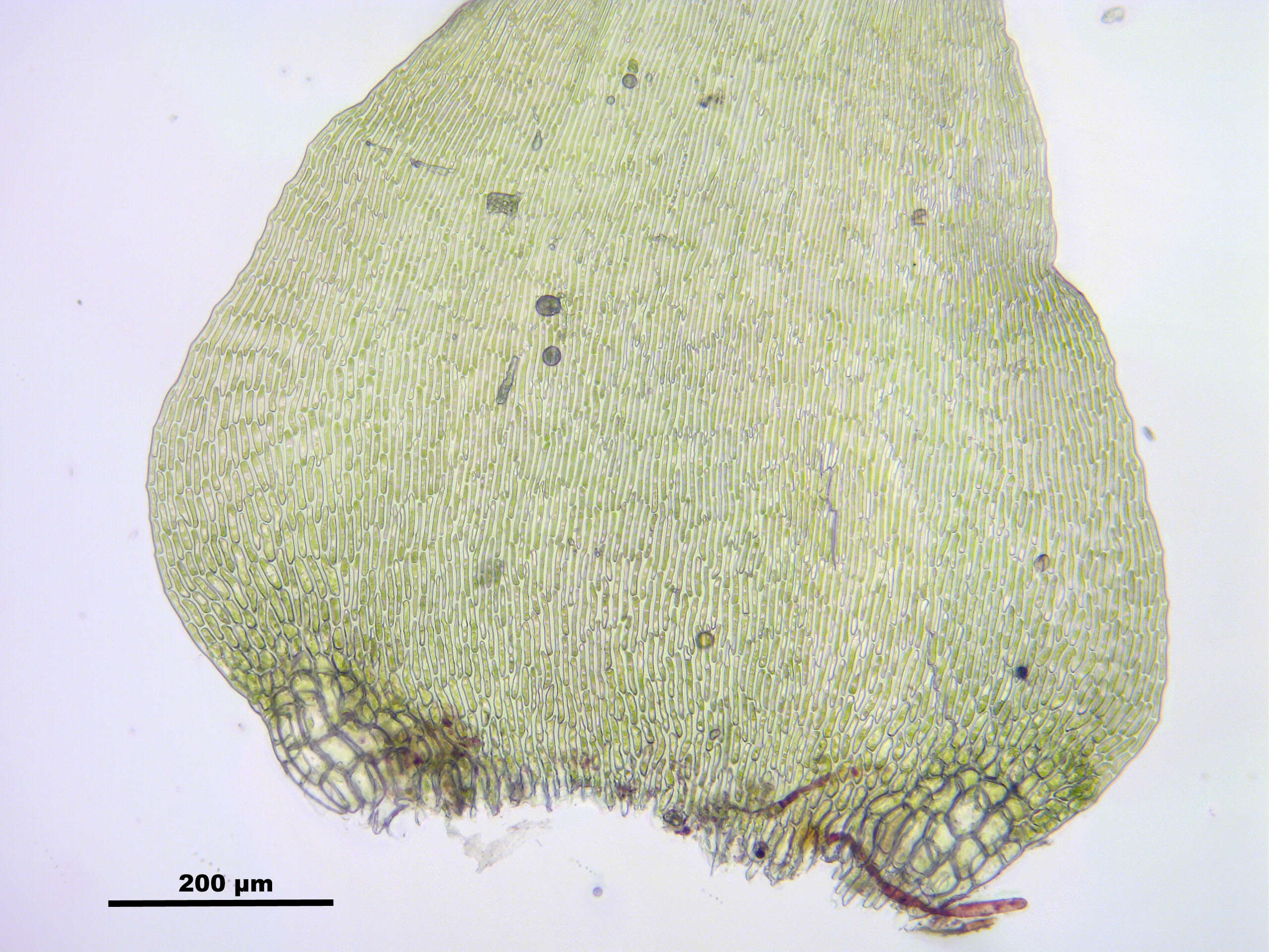 Image of Campylium stellatum