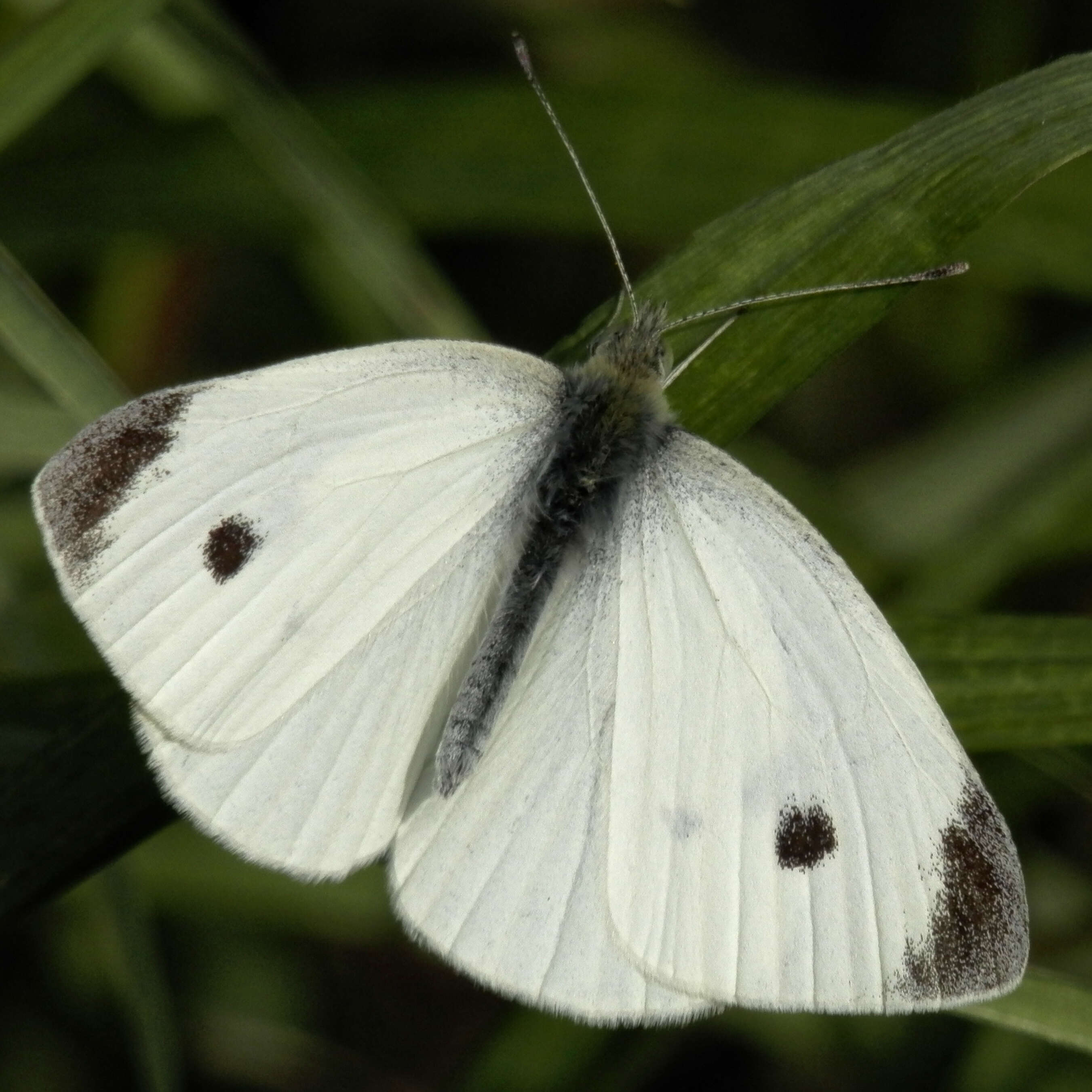 Image of small white