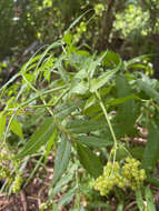 Image of Sambucus gaudichaudiana DC.