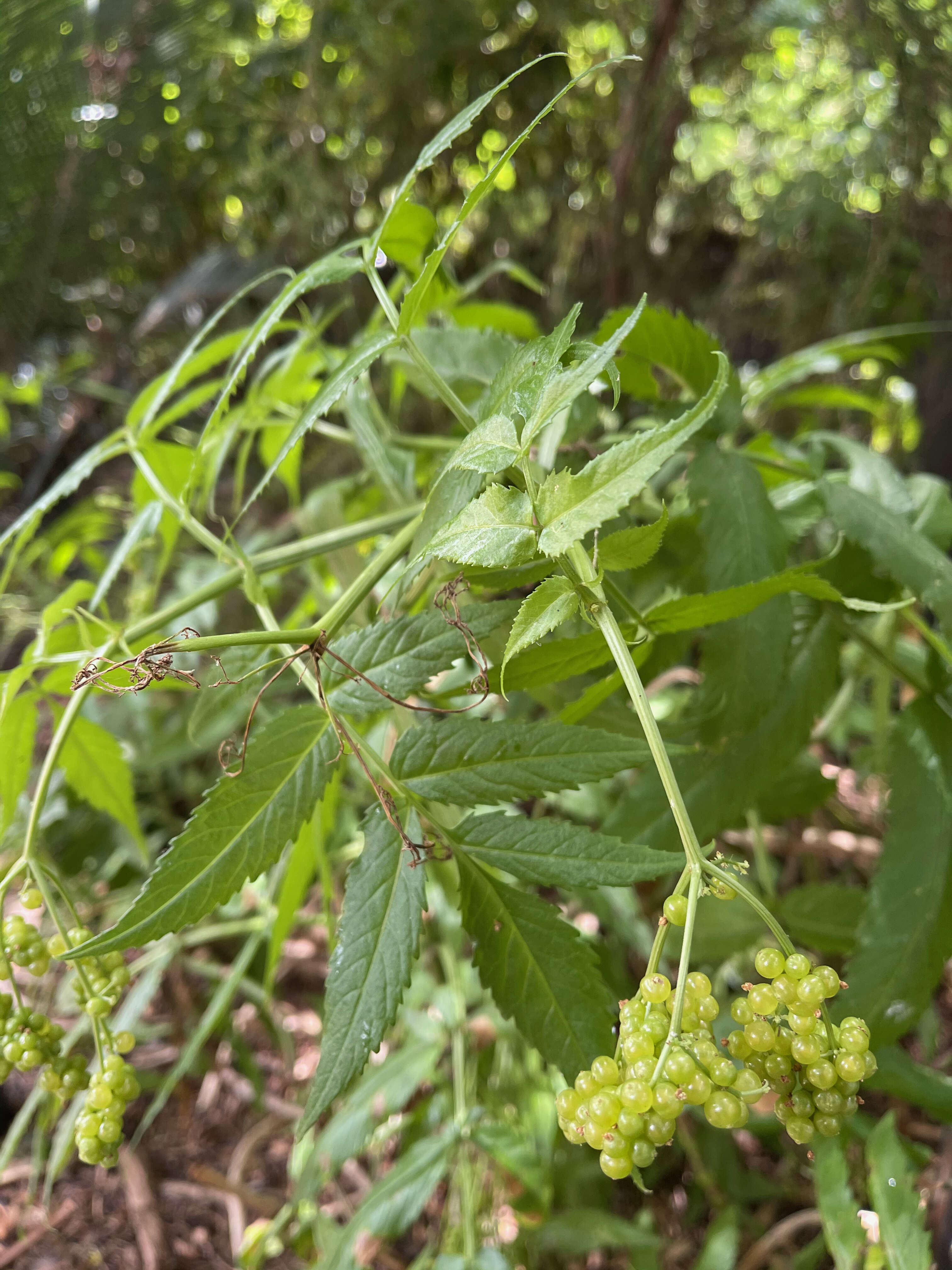 Image of Sambucus gaudichaudiana DC.