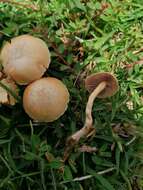 Image of common agrocybe