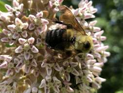 Image of Eastern Carpenter Bee