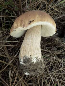 Image of Cep