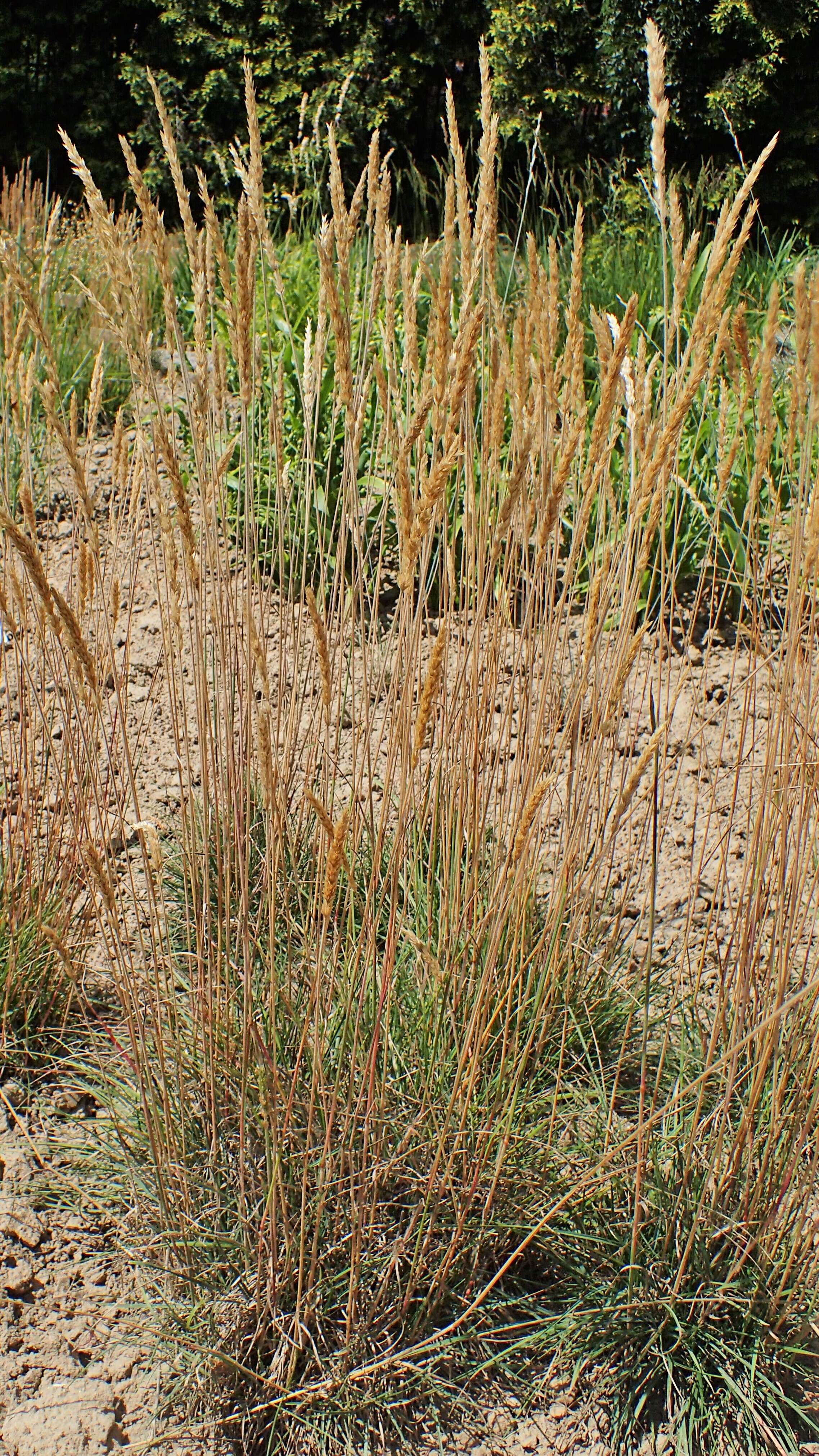 Image of Somerset hair grass