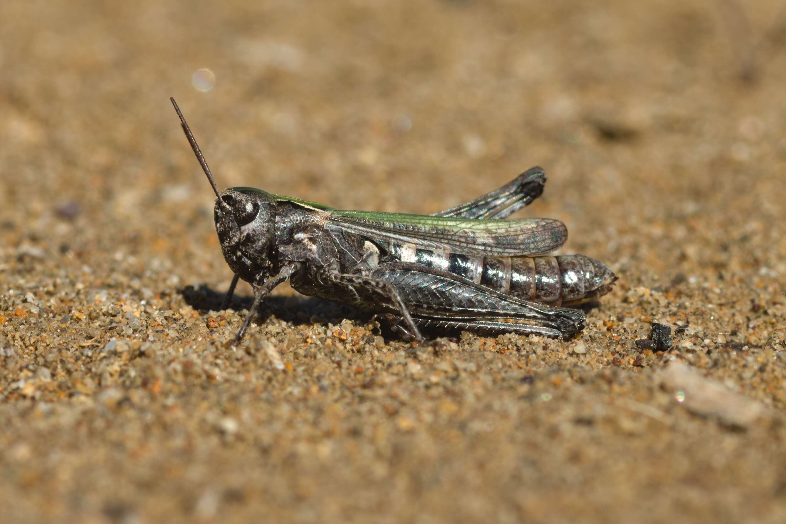 Image of woodland grasshopper