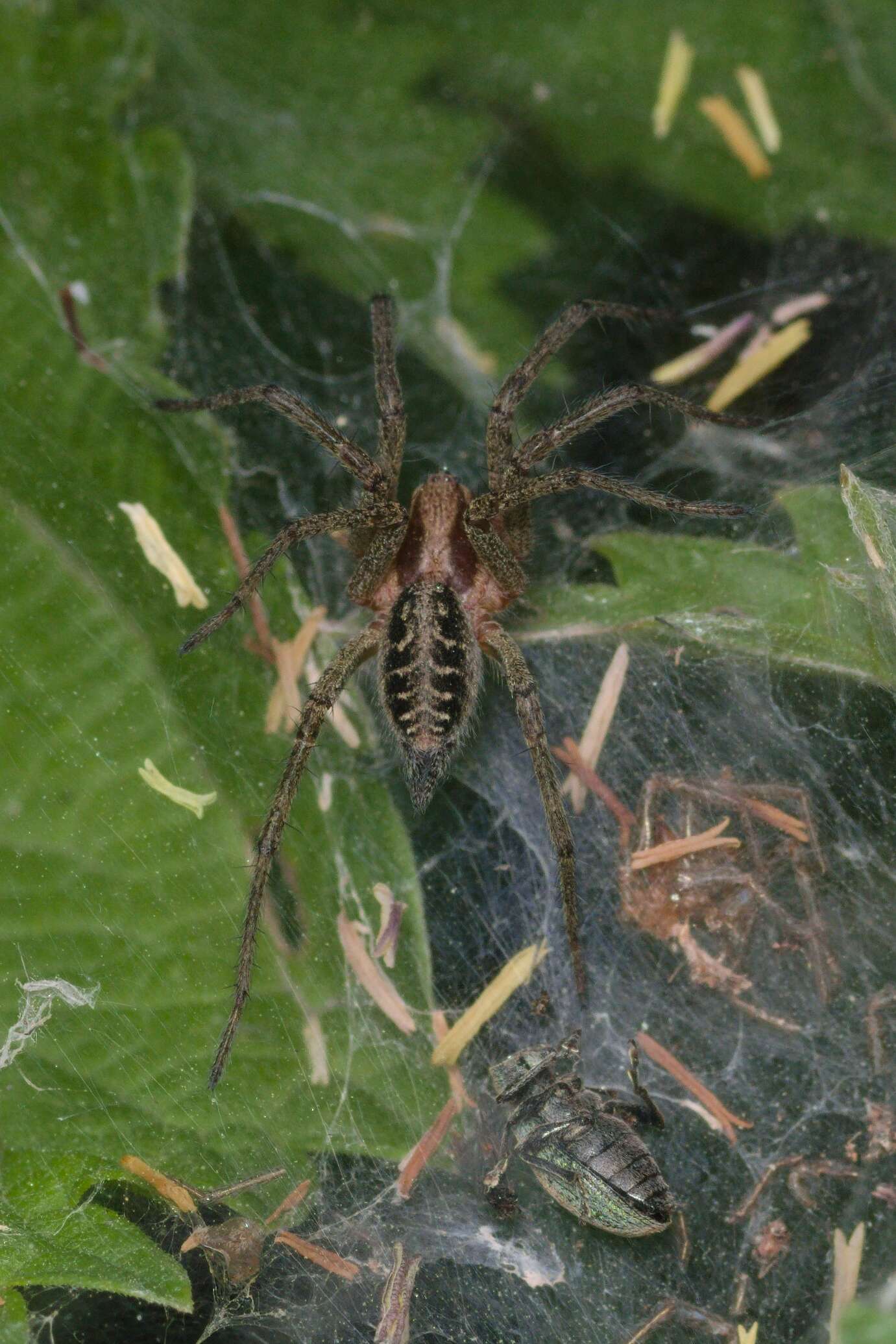 Image of Agelena labyrinthica (Clerck 1757)