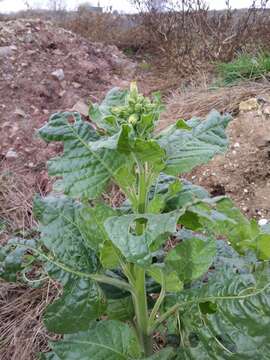 Image of Aztec tobacco