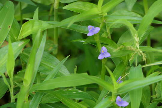 Image of Cyanotis axillaris (L.) D. Don ex Sweet