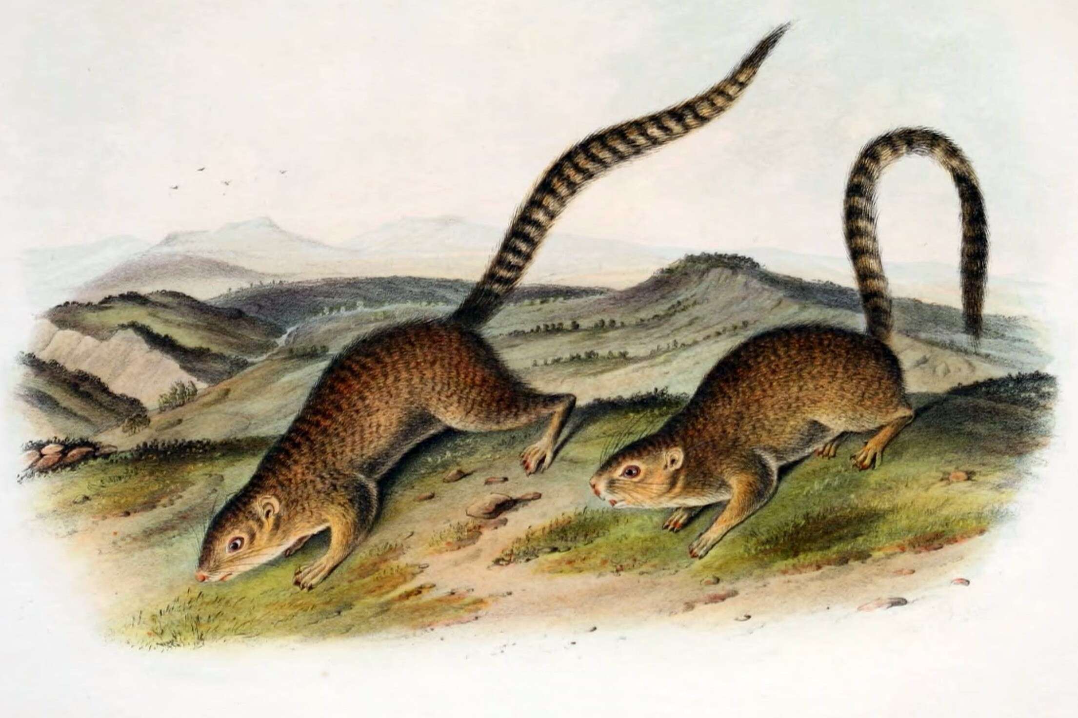 Notocitellus annulatus (Audubon & Bachman 1842) resmi