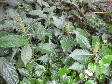 Image of Acanthus montanus (Nees) T. Anders.