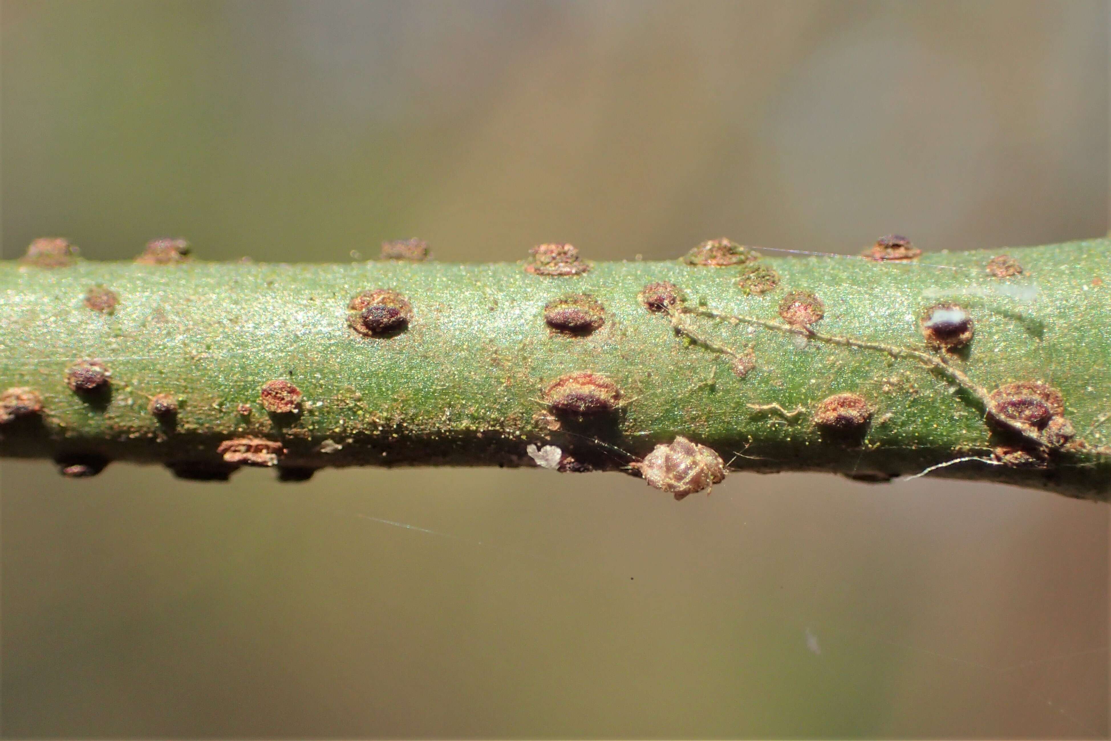 Image de Euonymus verrucosus Scop.