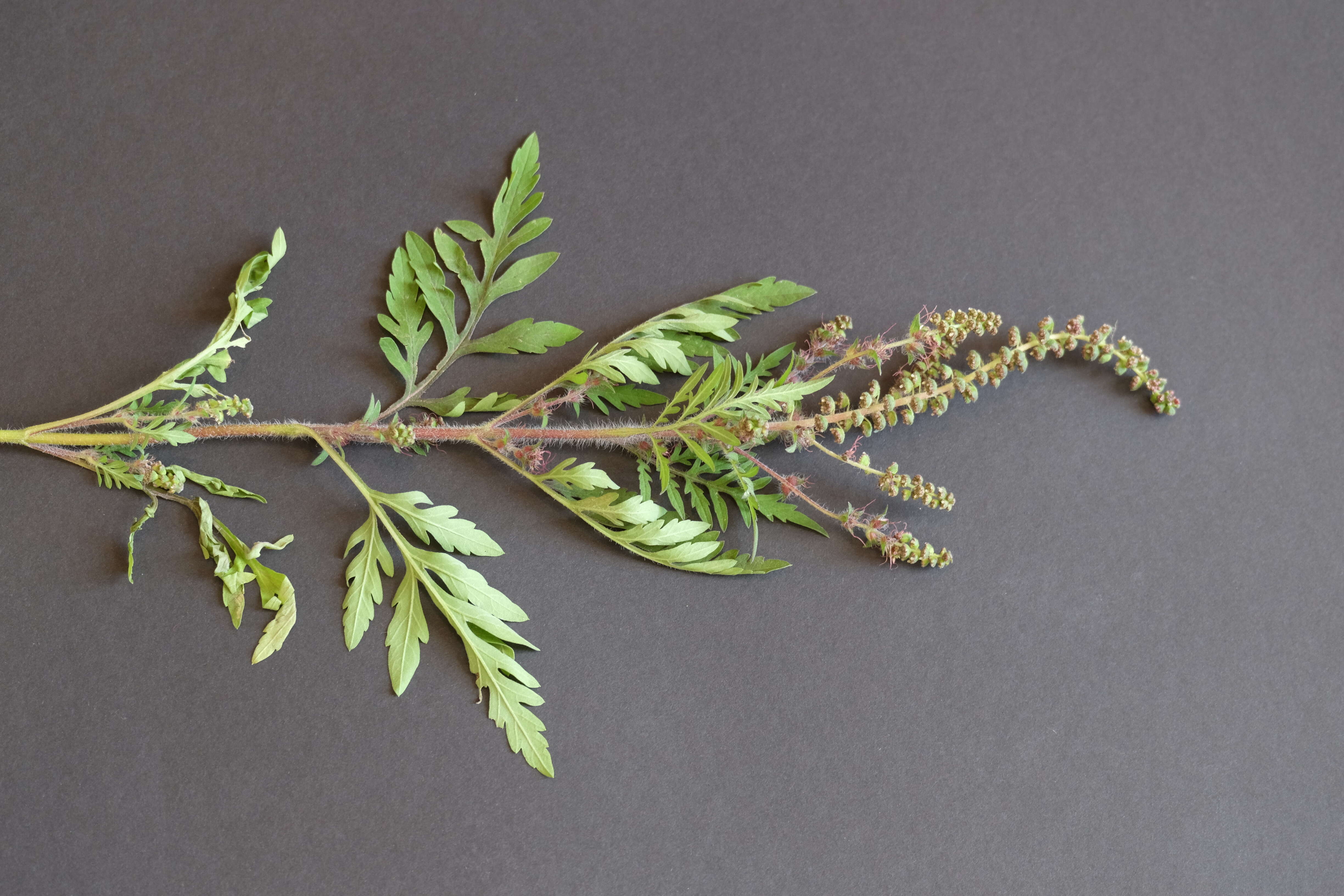 Image of annual ragweed