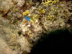 Image of Red Sea Mimic Blenny