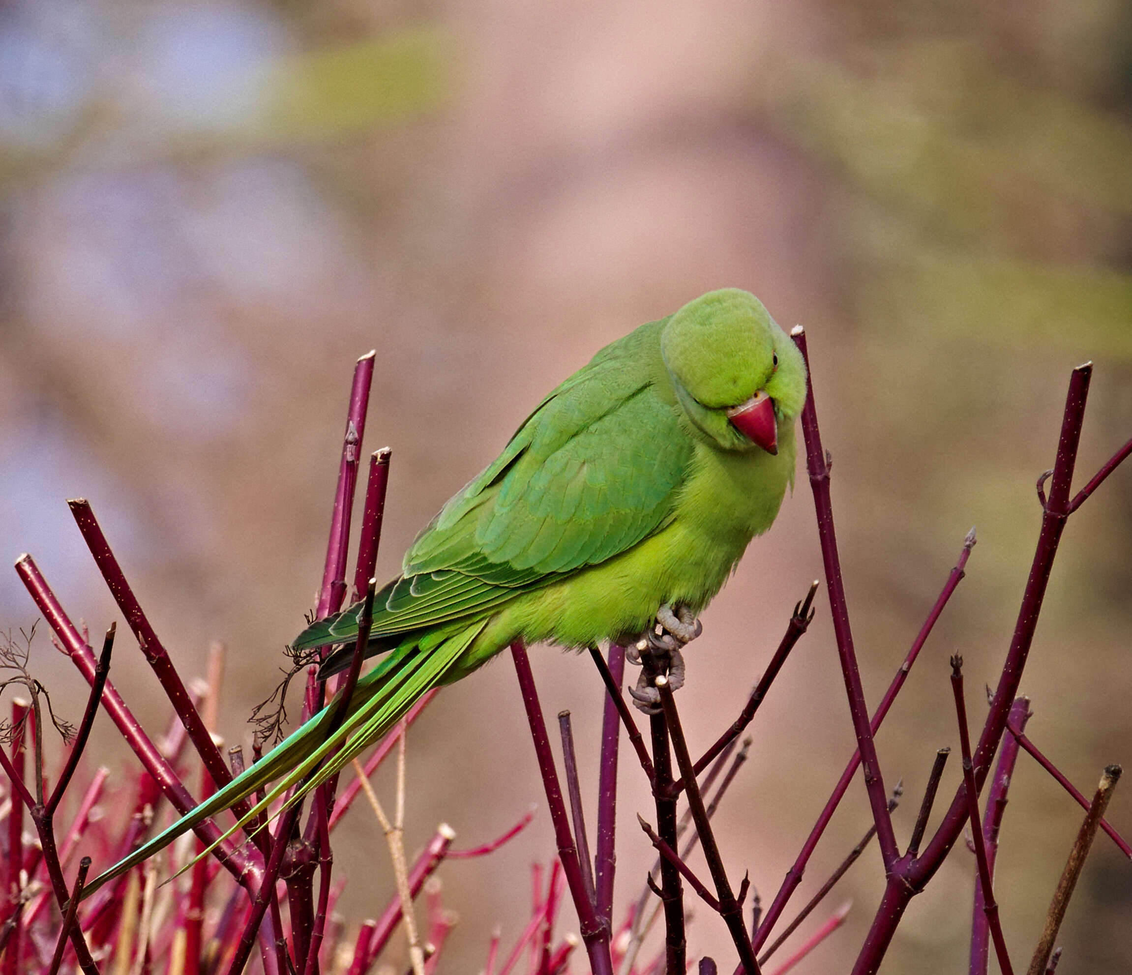 Image of Ring-necked Parakeet