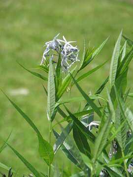 Image of fringed bluestar