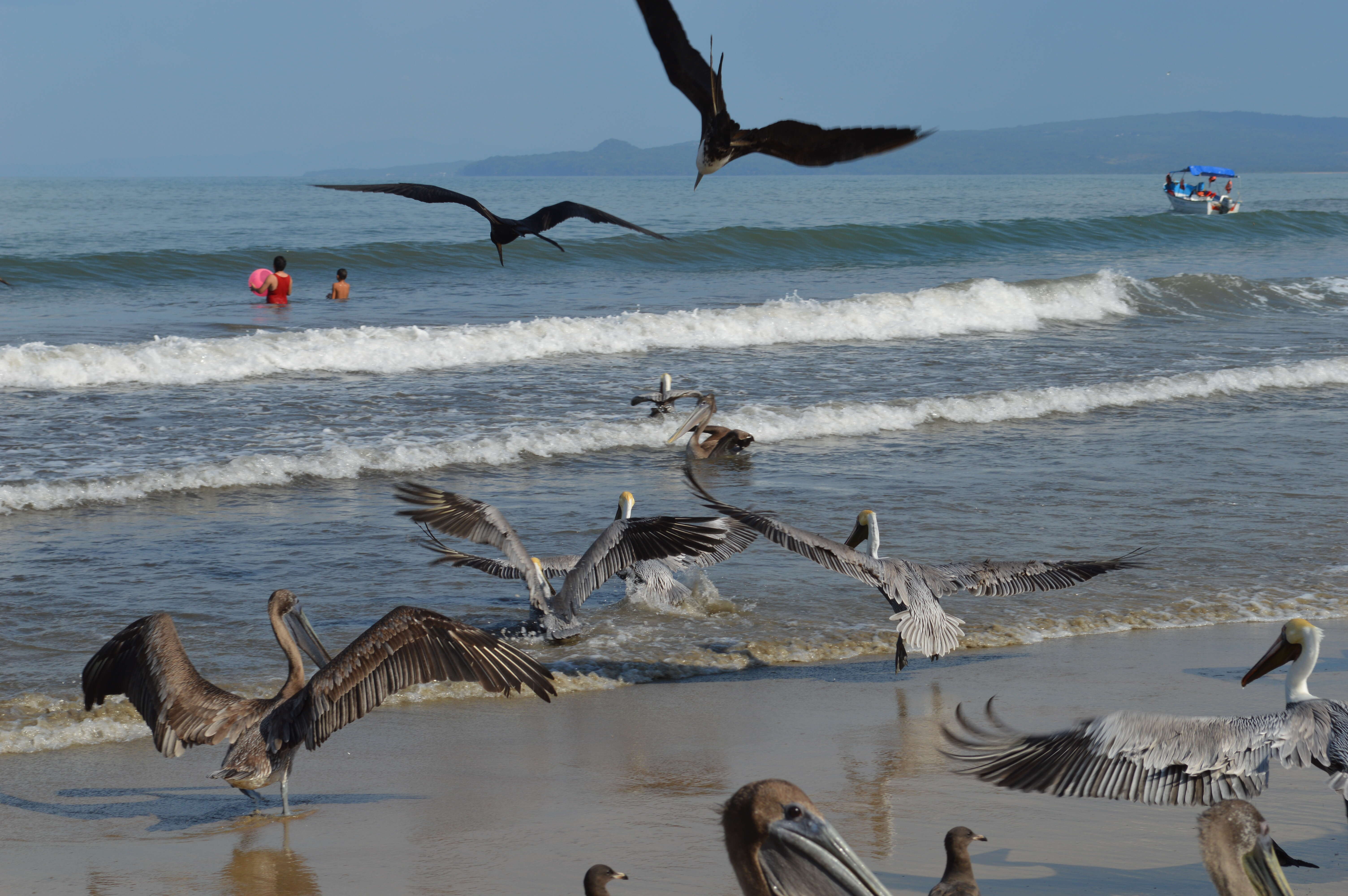 Image of California brown pelican