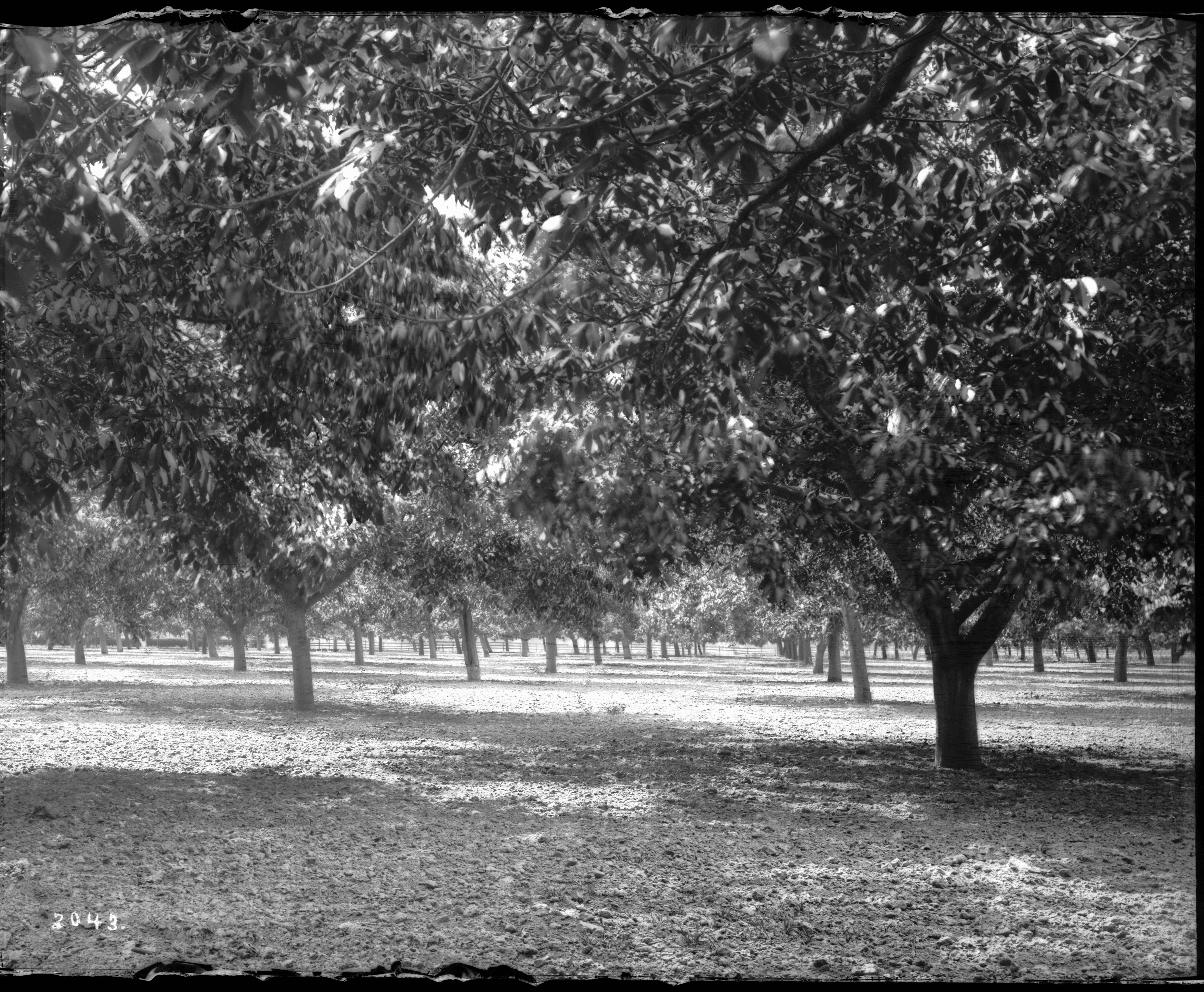 Image of Common walnut