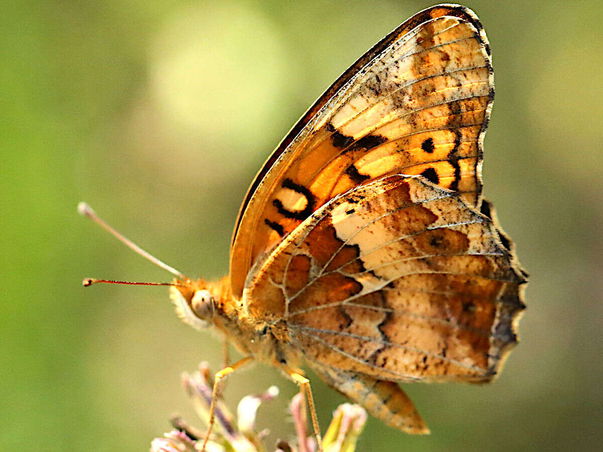 Image of Variegated Fritillary