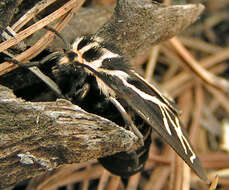 Image of Williams' Tiger Moth