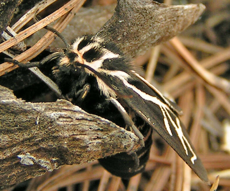 Image of Williams' Tiger Moth