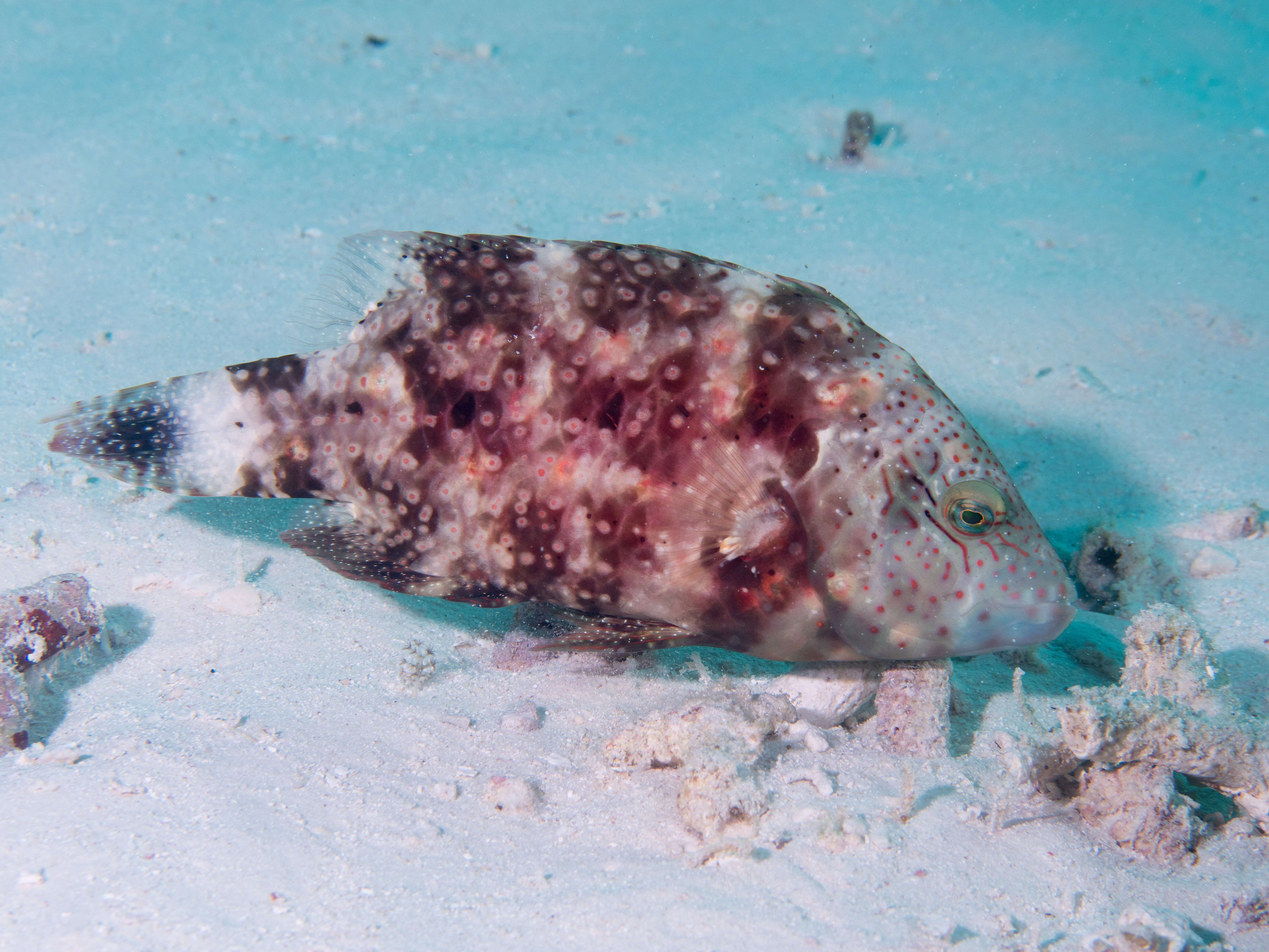 Image of Floral wrasse