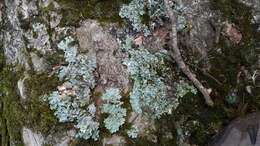 Image of Common greenshield lichen