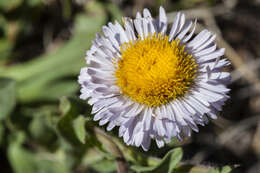 Слика од Erigeron formosissimus Greene