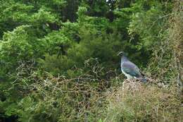 Image of Kererū