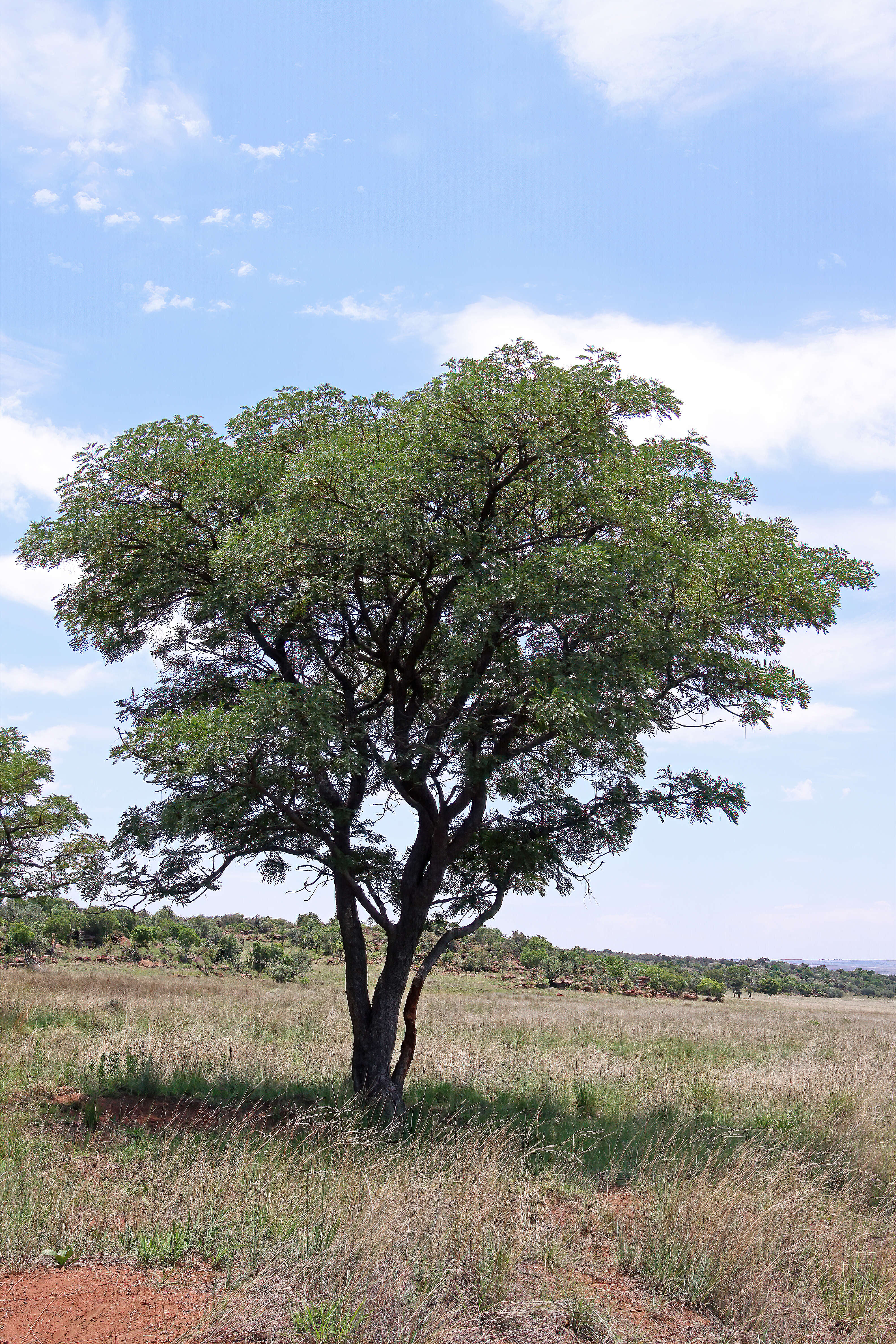 Image of Burkea