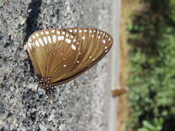 Image of Euploea core Cramer 1780